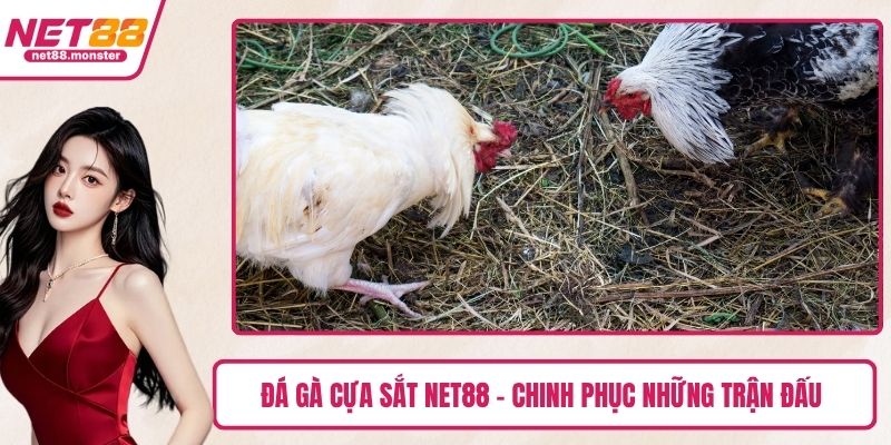 Đá Gà Cựa Sắt